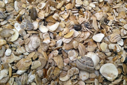 Морская ракушка фр. 5-20 мм  купить с доставкой в Воронежу фото 