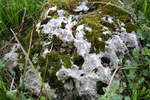  Выветренный известняк со мхом фр. 100-500 мм.  купить в Воронеже известняк серый белый зеленый валун известняковый крупный 7 500 руб/т   фото 