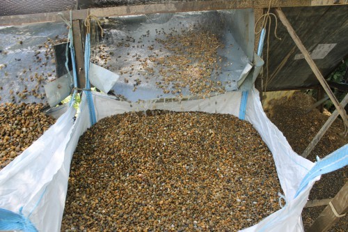  Галька окат (серо-желтая) фр.10-20 мм. купить   в Воронеже галька серо-желтая, рыжая, серый речная окатанная округлая галька 4000 руб/т   фото 