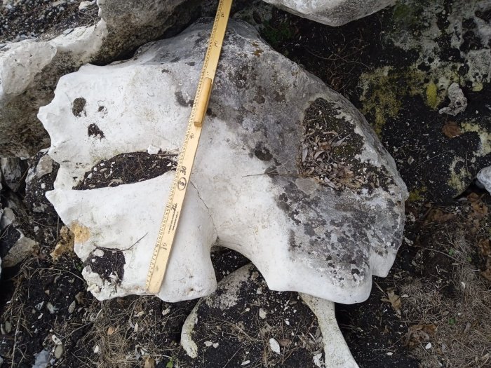 Выветренный известняк со мхом фр. 100-500 мм.  купить в Воронеже известняк серый белый зеленый валун известняковый крупный 7 500 руб/т   фото 