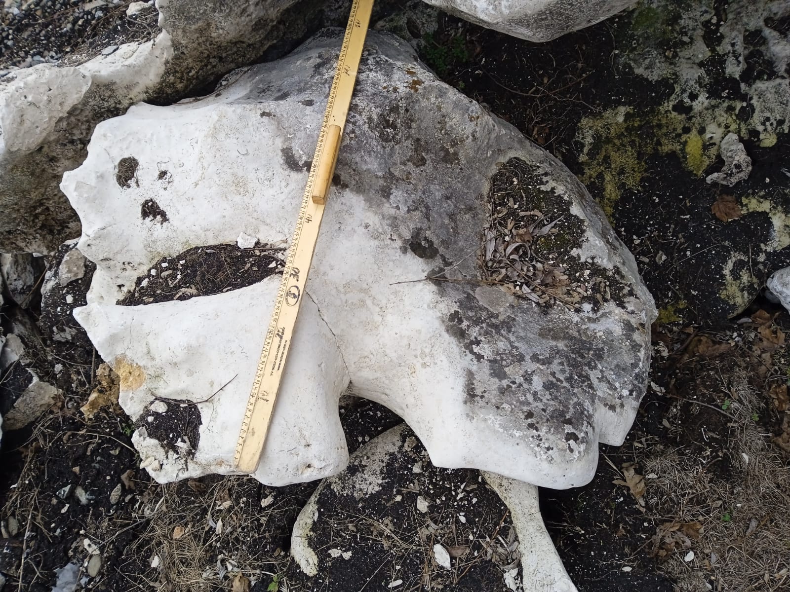  Выветренный известняк со мхом фр. 100-500 мм.  купить в Воронеже известняк серый белый зеленый валун известняковый крупный 7 500 руб/т   фото 