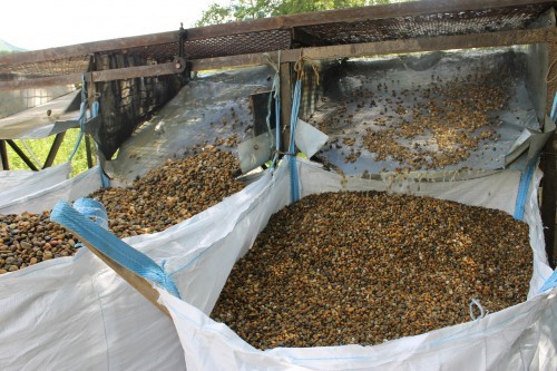  Галька окат (серо-желтая) фр.10-20 мм. купить   в Воронеже галька серо-желтая, рыжая, серый речная окатанная округлая галька 4000 руб/т   фото 